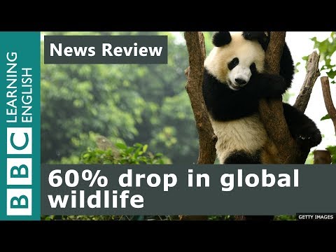 60% drop in global wildlife: News Review