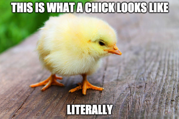 This is what a chick looks like - literally!